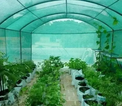 Greenhouse Climate Control Nets: inside a net covered grow tunnel